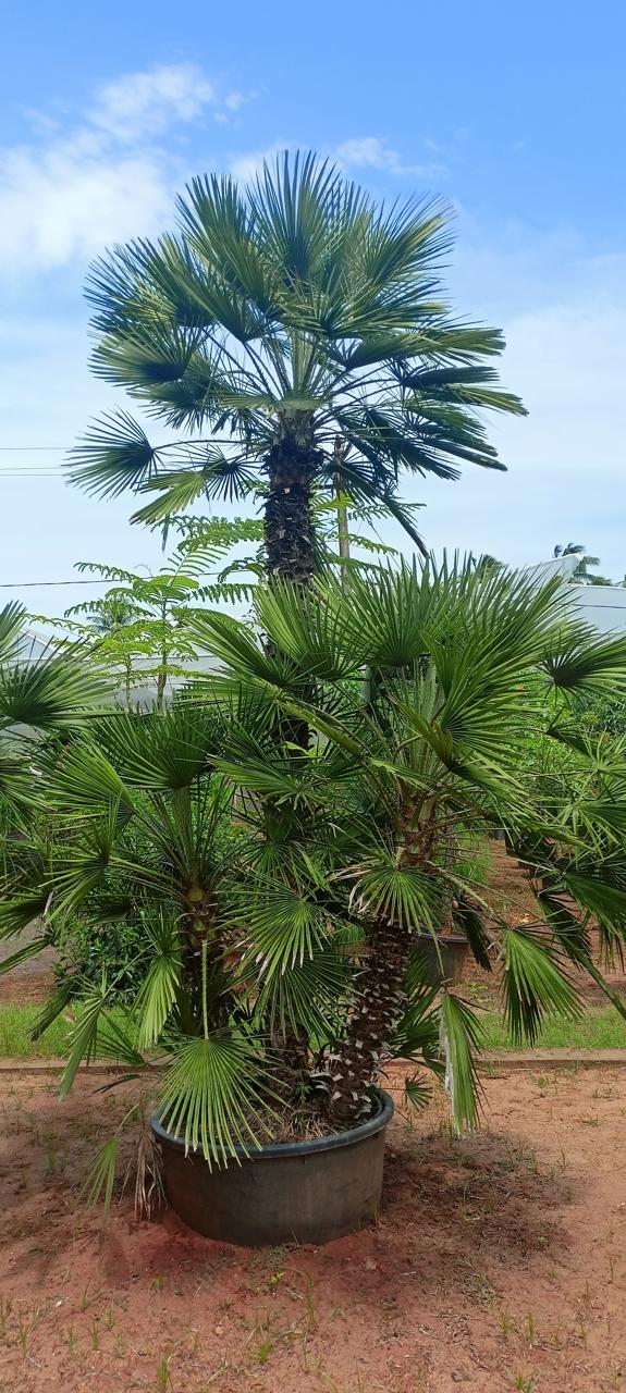 Exotic plants by Total Green Solutions — photo 3